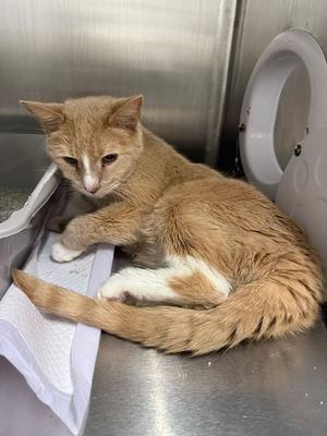 Sandy (April 2026), senior, available for adoption