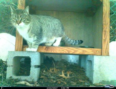 Flower (January 2026), senior, available for adoption
