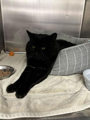 Philly (Feb 2025), adult, available for adoption