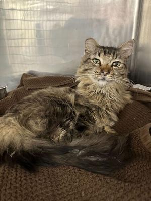 Macavity (March 2024), adult, available for adoption