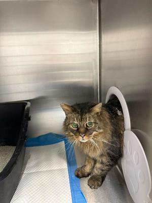 Oscar (January 2026), adult, available for adoption