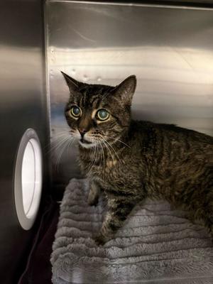 Rusty (December 2025), senior, available for adoption