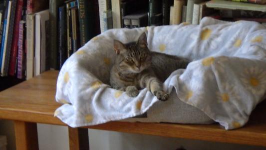 Mimi Teapot (Dec 2024), adult, available for adoption