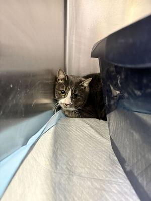 Willow (January 2026), young, available for adoption