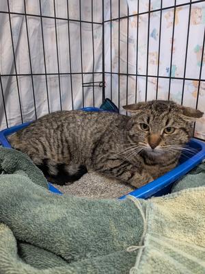 Tofu (April 2025), adult, available for adoption