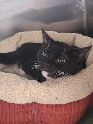 Pixel (July 2025), adult, available for adoption