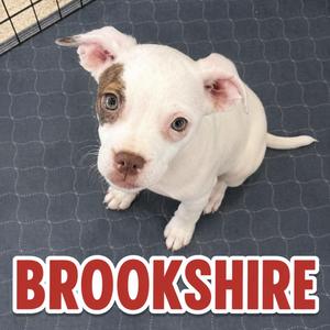 Brookshire, Terrier, young, available for adoption