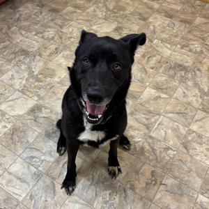 Cameron, Labrador Retriever, adult, available for adoption