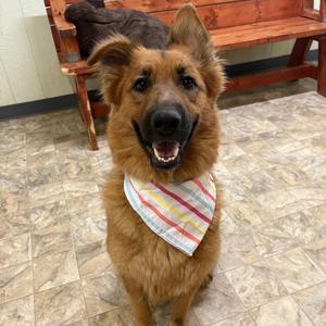 Denver, Shepherd, adult, available for adoption