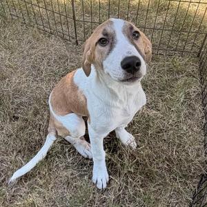 A brown and white dog sitting on grass in front of a fence