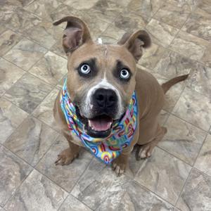 A brown dog with blue eyes wearing a colorful bandana, sitting on a tiled floor.