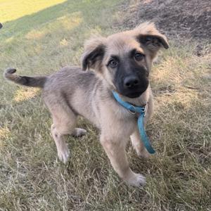 A small puppy with light brown and black fur, wearing a blue collar, standing on grass.