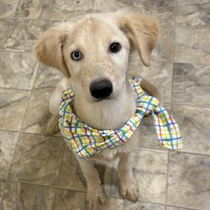 Ana, Mixed Breed, young, available for adoption