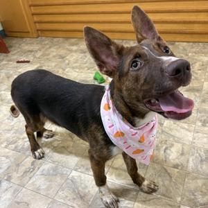 Gigi, Australian Cattle Dog / Blue Heeler, adult, available for adoption