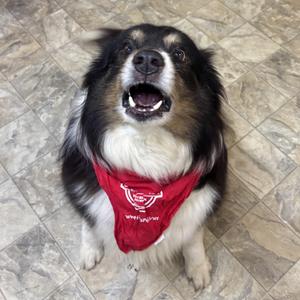 Benedict Barkington, Collie, adult, available for adoption
