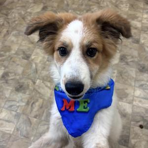 Cody, Anatolian Shepherd, young, available for adoption