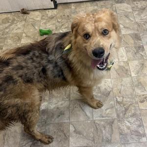 Honey Bun, Collie, adult, available for adoption