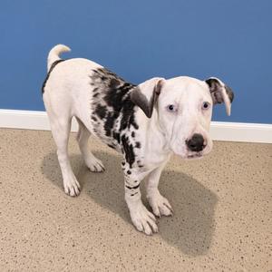 A black and white spotted puppy standing on a beige carpet with a blue wall in the background.