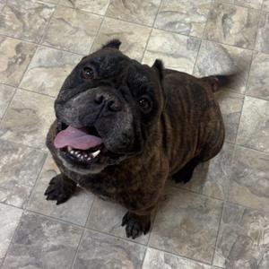Angus, American Bully, senior, available for adoption