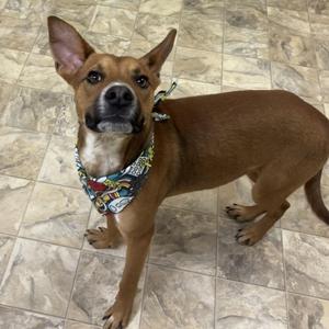 Chip, Shepherd, young, available for adoption
