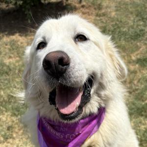 Creamsicle, Great Pyrenees, adult, available for adoption