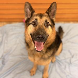 Cowboy, German Shepherd Dog, adult, available for adoption