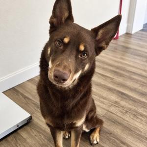Homer, Husky, adult, available for adoption