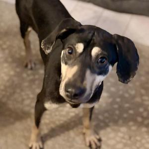 Belle, Doberman Pinscher, adult, available for adoption