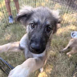 A fluffy puppy with long fur and big eyes looking up at the camera.