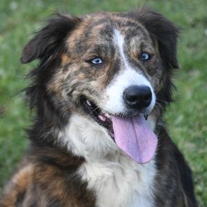 A brindle and white dog with blue eyes and a pink tongue sticking out, sitting on grass.