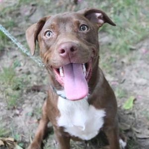 A brown and white dog with a pink tongue sticking out, sitting on the ground.