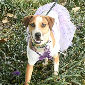 Lillie, Terrier, adult, available for adoption