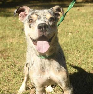 Opal, Shepherd, adult, available for adoption