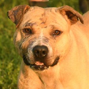 Brandon, Terrier, Pit Bull, adult, available for adoption