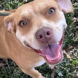 Missy, Beagle, adult, available for adoption