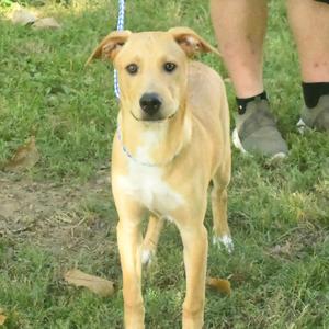 A light brown dog with a white chest and paws stands on grass, wearing a blue collar and leash. A person's legs are visible in the background.