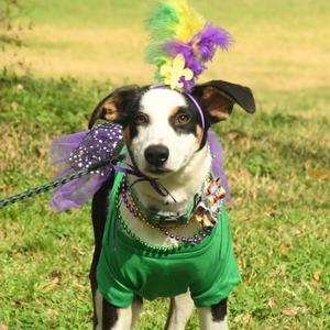 Sierra, Shepherd, adult, available for adoption