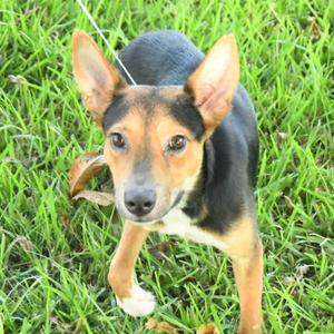 Trinity, Shepherd, adult, available for adoption