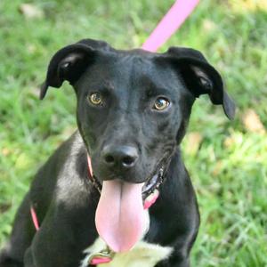 Soso, Terrier, adult, available for adoption