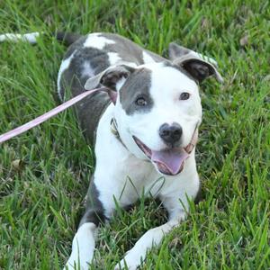Sweet Pea, Catahoula Leopard Dog, adult, available for adoption