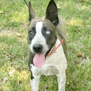 A dog with a white and brown coat, blue eyes, and a pink tongue sticking out, standing on grass.