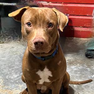 Scooby, Terrier, American Staffordshire, adult, available for adoption