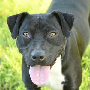 Georgia, Retriever, Labrador, adult, available for adoption