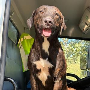 Blue, Mixed Breed (Medium), adult, available for adoption
