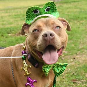 A brown dog wearing a green frog hat and a green bow tie, with a purple and gold necklace, standing on a grassy field.