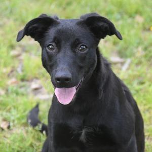 Sherry, Terrier, adult, available for adoption