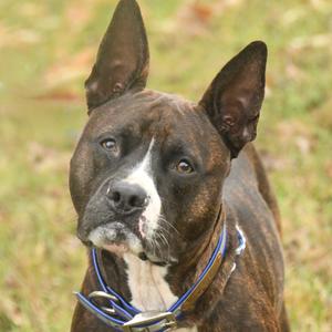 A brindle-colored dog with a white muzzle and chest, wearing a blue collar, standing in a grassy area.