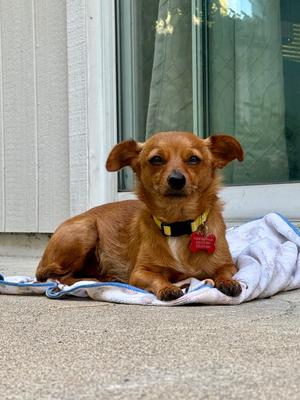 26Tiki, Chihuahua/Mix, young, available for adoption