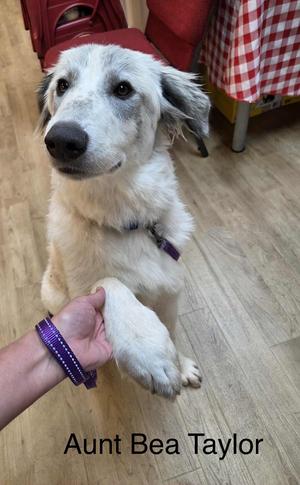 25Aunt Bea Taylor, Great Pyrenees/Mix, adult, available for adoption
