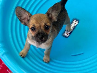 26Peg, Chihuahua/Terrier, puppy, available for adoption